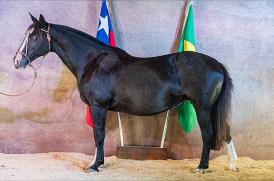 ZAPATA DOS CASTANHEIROS