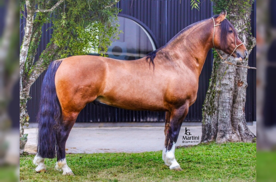 ORACULO DA VENDRAMIN - TE 