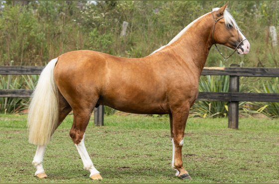 ÁGATA LENÇO BRANCO