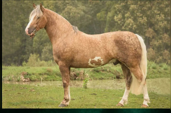 RZ MAGANO DA CARAPUÇA
