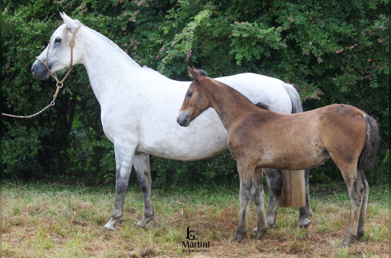 ORDEM CERTA DO CAÇADOR 
