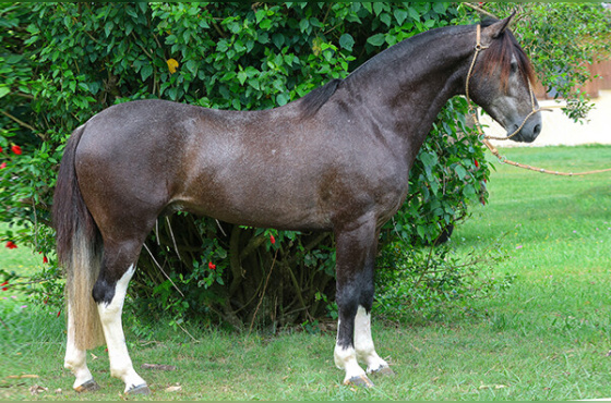 ÚNICO DO VÉIO D'ÁGUA