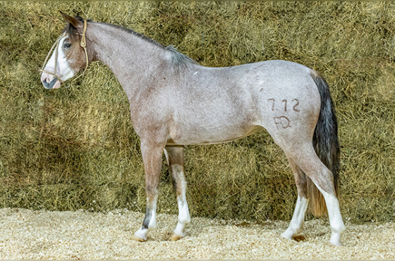 RQ SANTA HELENA DESEJADA