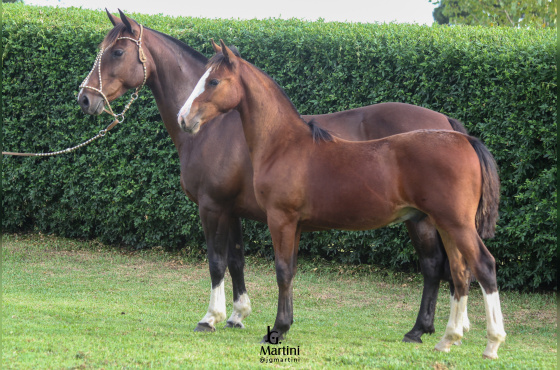 MANTA PAMPA DA MAIOR