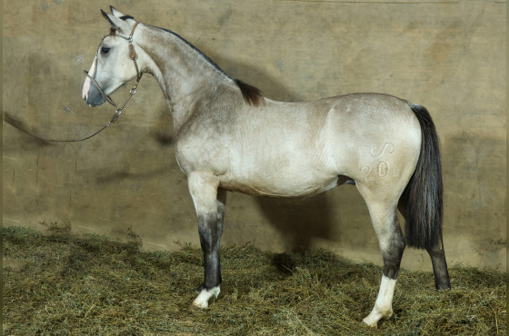 MONTE PAMPERO MAÑANERO