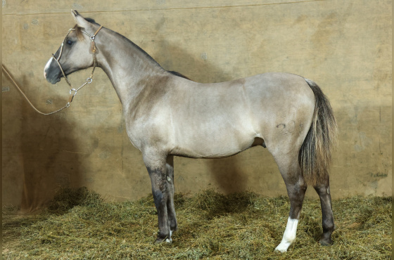 MONTE PAMPERO MUCHO GUSTO