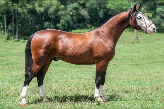 VINHO TINTO DA CASA VELHA