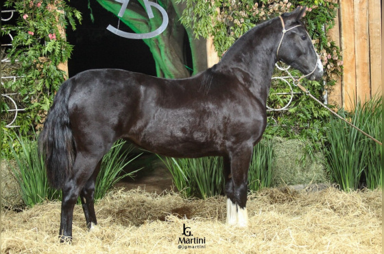 AS MALKE OBSCURA II
