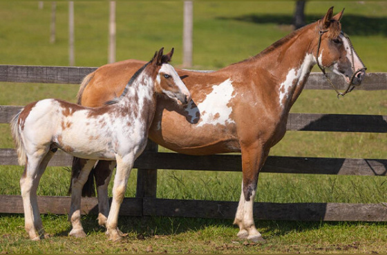 CASTELHANA DE SÃO MANOEL