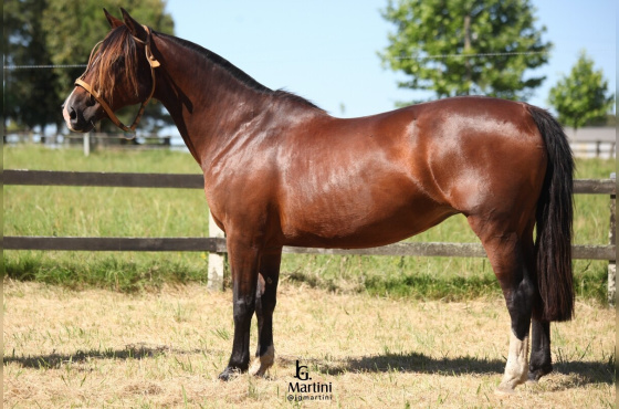 LAS CALLANAS JOGADA DE MESTRE