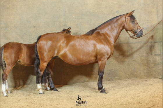 LA AMISTAD DA VENDRAMIN 