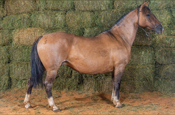 SOBRADINHO ANA TERRA