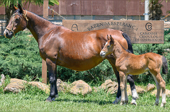LA MONTURA FELICIDAD