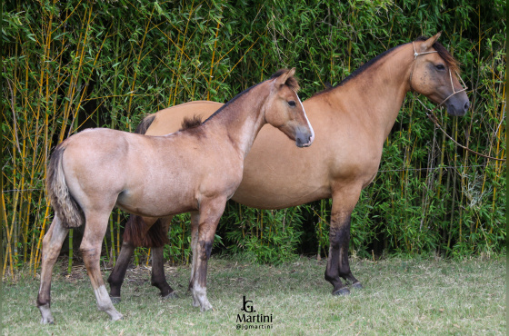 QUE LINDA DO ACEGUÁ