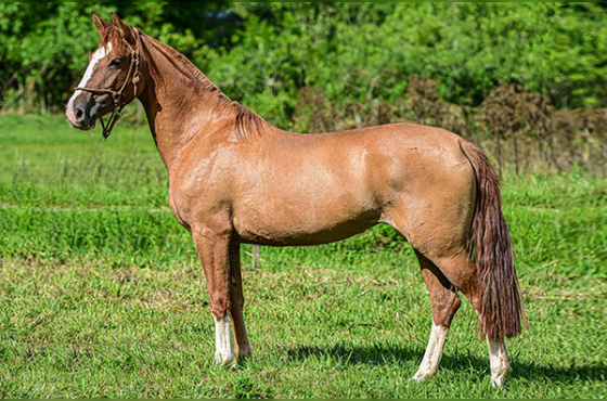 HORA CERTA DO RECADO