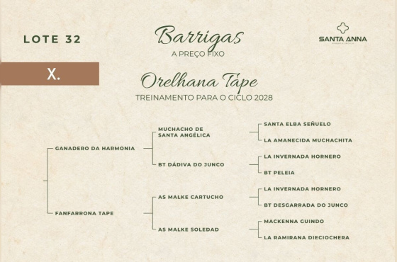 ORELHANA TAPE
