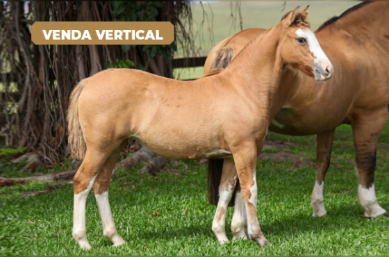 VERTICAL RAMONA DA KITA OU RANCAGUA DA KITA 