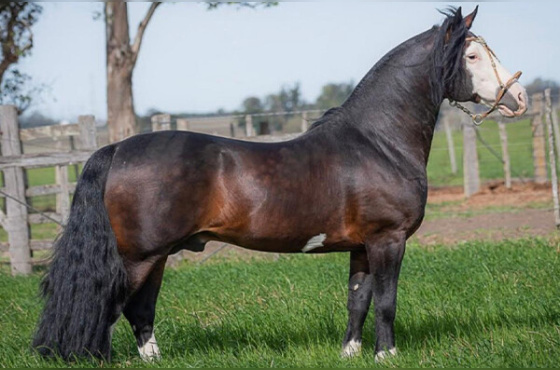 COTA 2,5% INDIO VALENTE DE SANTA EDWIGES 