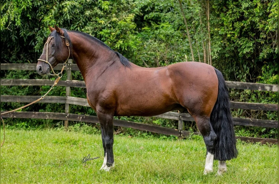 ELEITO DO MANO A MANO