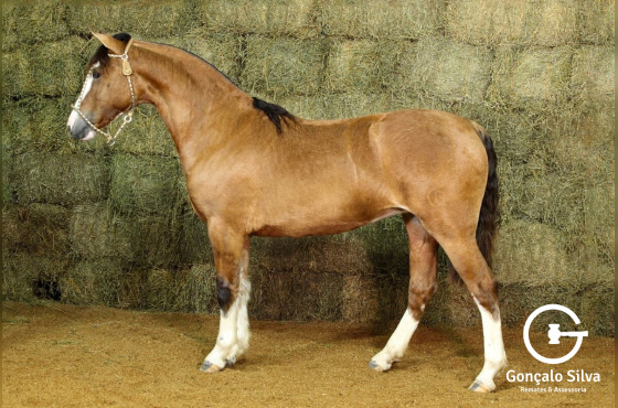 RE UMA ESTAMPA (VENDA VERTICAL)