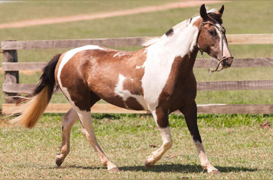 NOITE A FORA DO MAKO
