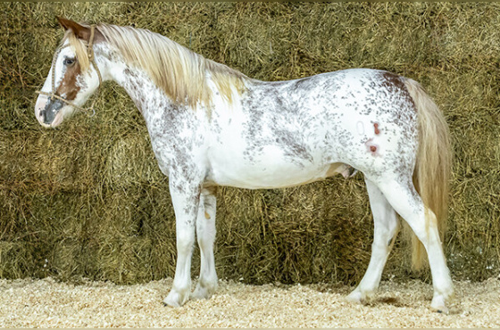 AVENTUREIRO DA BOTUVERÁ SR