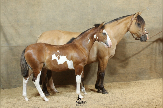 ILUMINADA DO CAPÃO RONDA