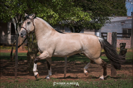 COBERTURA BASCO FEITICEIRO - TE 