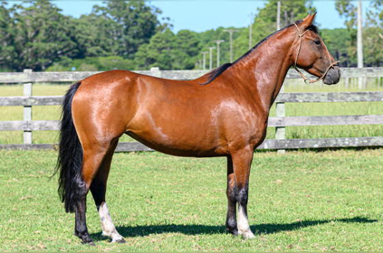 QUEROSENA DO PASSO FUNDO