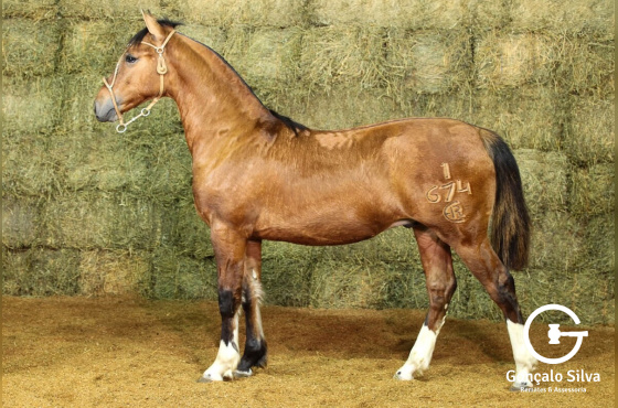 RE VINO BUENO-TE (VENDA VERTICAL)