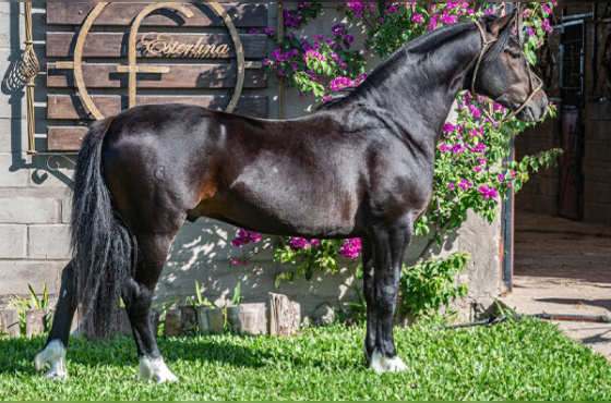 BLINDADO DA ESTERLINA