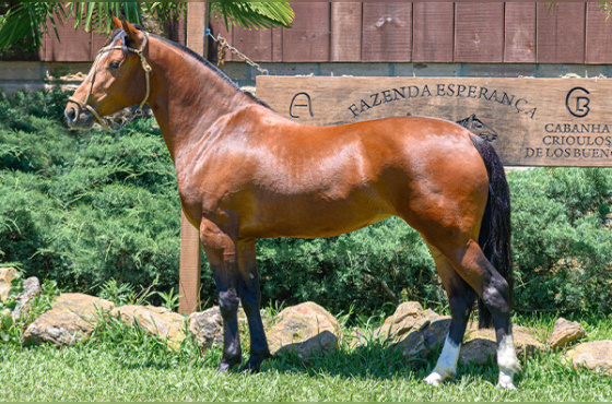 HIJUELA DE LAS BUENAS