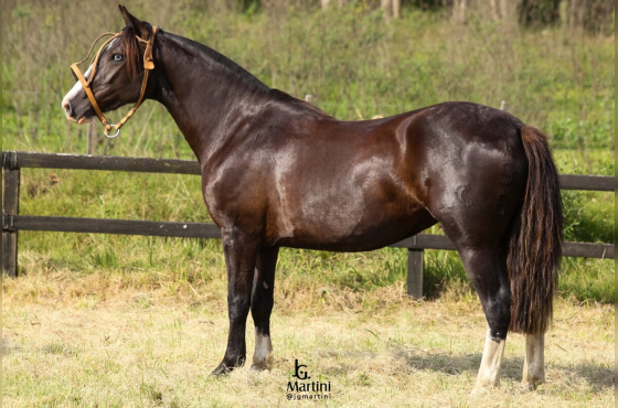 LAS CALLANAS UNIVERSIDADE