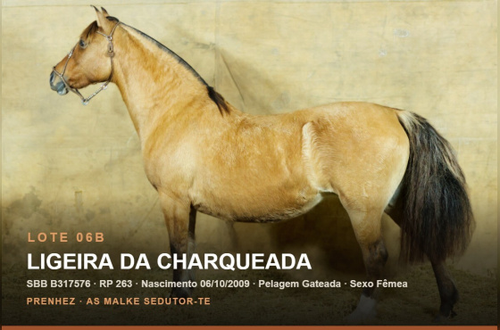 LIGEIRA DA CHARQUEADA - (Venda vertical)