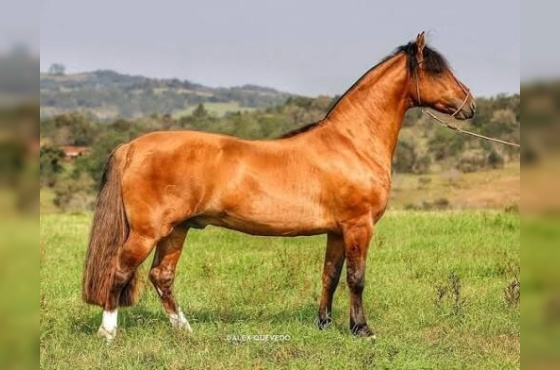 SARGENTO DA TAIMÃ