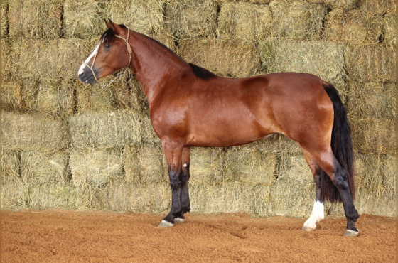 RE UMA MAGISTRADA-TE