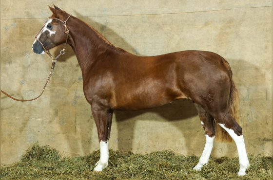 MONTE PAMPERO LUA CHEIA