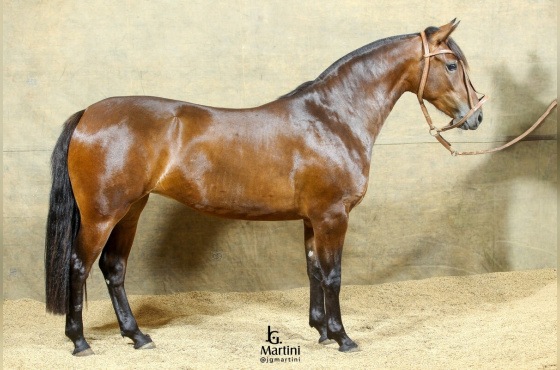 NAVALHA DA RECORRIDA 