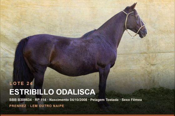 ESTRIBILLO ODALISCA