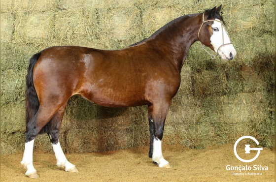 RE URSULA (VENDA VERTICAL)