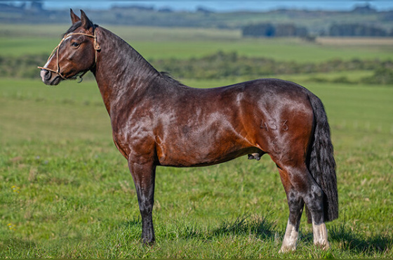 HERCULANO DE QUARACI