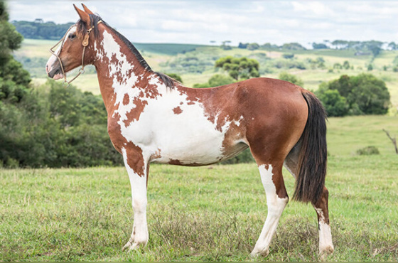 VEDETE DA CASA VELHA