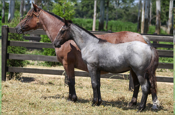 HISPÂNICA DA CABANHA SANTA FÉ