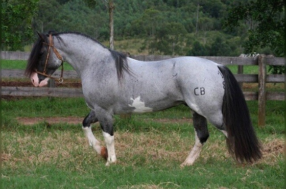OSORNO DO ITAÓ