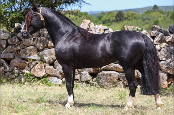 SATANÁS DO VEIO D'ÁGUA