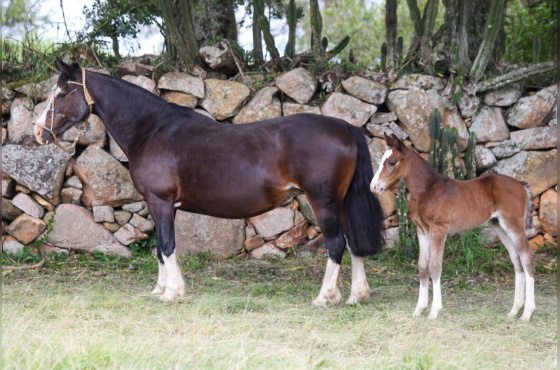 GRAN RESERVA DO VEIO D'ÁGUA