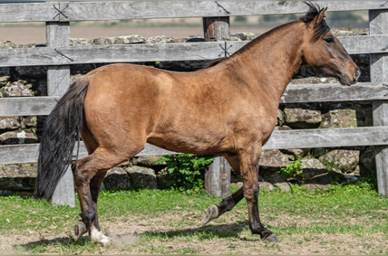 SANTA AUGUSTA VINHETA