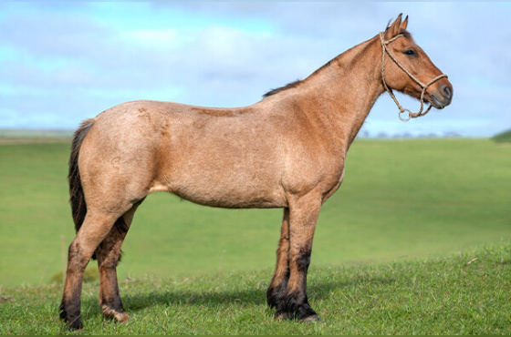 SANTA LEODORA YTAIPAVA 