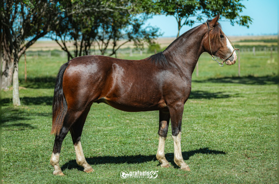 TACAÑO DE SANTO ANICETO