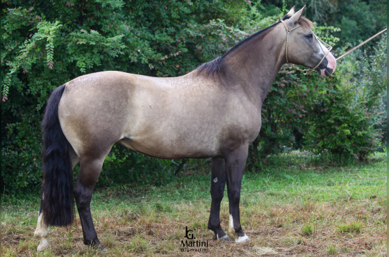 KARIRA DO RIBEIRAO BONITO